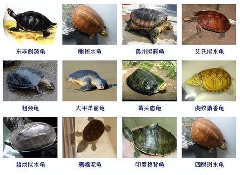 烏龜的頭 紅魚種類